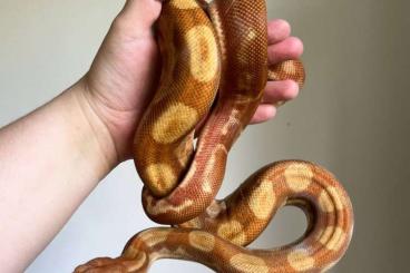 Boas kaufen und verkaufen Photo: 0.1 Hypo Motley Albino (Boa imperator) Boas kaufen und verkaufen Photo: 0.1 Hypo Motley Albino (Boa imperator)