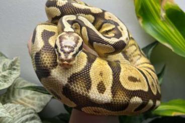 Königspythons kaufen und verkaufen Foto: 1.0 Pastel SH Vanilla Yellow Belly (Python regius), CB 202 Königspythons kaufen und verkaufen Foto: 1.0 Pastel SH Vanilla Yellow Belly (Python regius), CB 202