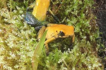 Pfeilgiftfrösche kaufen und verkaufen Foto: SUCHE Phyllobates Bicolor Männchen