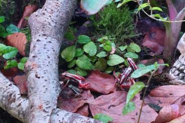 Poison dart frogs kaufen und verkaufen Photo: Dreistreifen Blattsteiger