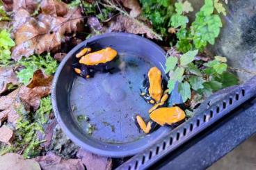 Poison dart frogs kaufen und verkaufen Photo: 1.0 Adelphobates Galactonotus Orange Poison dart frogs kaufen und verkaufen Photo: 1.0 Adelphobates Galactonotus Orange