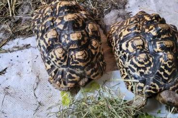 Schildkröten  kaufen und verkaufen Foto: 3 Pantherschildkröten  1 M  2 W  6- 9 jahre 