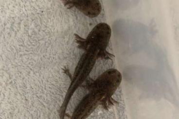 Schwanzlurche kaufen und verkaufen Foto: Axolotl zu verkaufen ab 20€ 