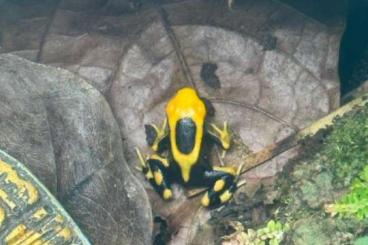 Pfeilgiftfrösche kaufen und verkaufen Foto: Dendrobates Tinctorius Lafumee