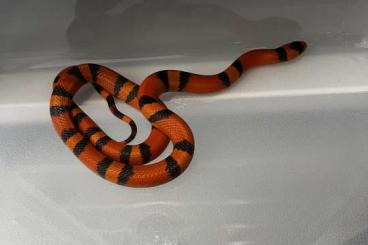 Colubrids kaufen und verkaufen Photo: Lampropeltis triangulum hondurensis Verona Colubrids kaufen und verkaufen Photo: Lampropeltis triangulum hondurensis Verona