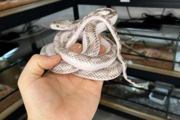 Colubrids kaufen und verkaufen Photo: Pantherophis obsoletus white sided VERONA Colubrids kaufen und verkaufen Photo: Pantherophis obsoletus white sided VERONA