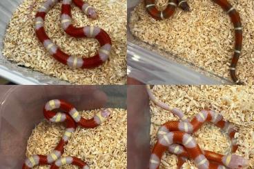 Colubrids kaufen und verkaufen Photo: Lampropeltis triangulum nelsoni VERONA Colubrids kaufen und verkaufen Photo: Lampropeltis triangulum nelsoni VERONA