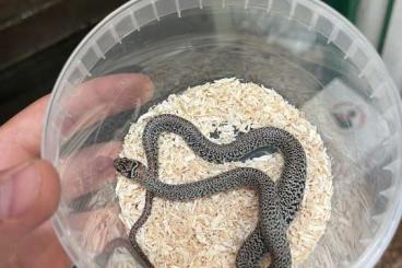 Colubrids kaufen und verkaufen Photo: Lampropeltis mexicana ultragranit female Colubrids kaufen und verkaufen Photo: Lampropeltis mexicana ultragranit female