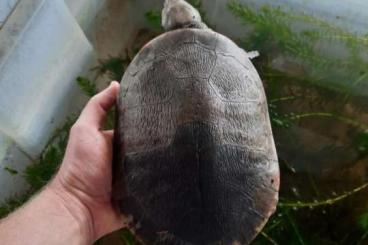 Schildkröten kaufen und verkaufen Foto: Emydura subglobosa Schildkröten kaufen und verkaufen Foto: Emydura subglobosa