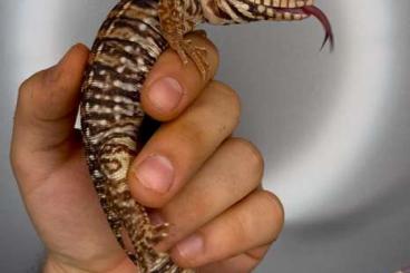 Echsen kaufen und verkaufen Foto: Red tegus fo Houten. Echsen kaufen und verkaufen Foto: Red tegus fo Houten.