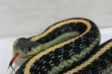 Nattern ungiftige  kaufen und verkaufen Foto: Thamnophis atratus zaxanthus 0.2 (2021)