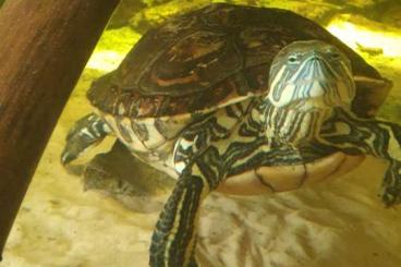 Sumpfschildkröten kaufen und verkaufen Foto: Mittelamerikanische Schmuckschildkröte, Trachemys venusta Sumpfschildkröten kaufen und verkaufen Foto: Mittelamerikanische Schmuckschildkröte, Trachemys venusta