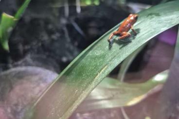 Poison dart frogs kaufen und verkaufen Photo: Pfeilgiftfrösche zur Abgabe 