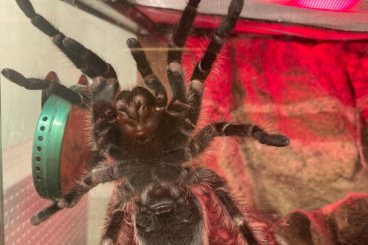 - bird spiders kaufen und verkaufen Photo: Kraushaarvogelspinne, adult, weiblich (Berlin Weißensee)