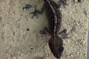 Geckos kaufen und verkaufen Photo: 3.3 Paroedura picta cb23 - Madagaskar Großkopfgecko