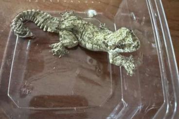 Geckos kaufen und verkaufen Foto: 3.0 Ptychozoon kuhli - Faltengecko Geckos kaufen und verkaufen Foto: 3.0 Ptychozoon kuhli - Faltengecko