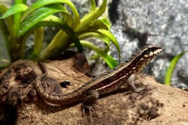 Echsen kaufen und verkaufen Foto: 1.0 Leiocephalus personatus (small species) Echsen kaufen und verkaufen Foto: 1.0 Leiocephalus personatus (small species)
