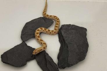 Snakes kaufen und verkaufen Photo: 0.2 Heterodon nasicus DNZ 2024 Snakes kaufen und verkaufen Photo: 0.2 Heterodon nasicus DNZ 2024