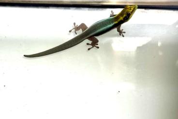 Geckos kaufen und verkaufen Photo: 0.0.1 Phelsuma klemmeri - ENZ 2024 Geckos kaufen und verkaufen Photo: 0.0.1 Phelsuma klemmeri - ENZ 2024