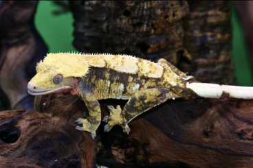 Geckos kaufen und verkaufen Photo: For houten tokey/Rhaco... Geckos kaufen und verkaufen Photo: For houten tokey/Rhaco...