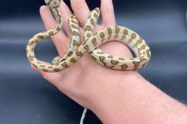 Snakes kaufen und verkaufen Photo: 1.0 Morelia Carpondro For houten Snakes kaufen und verkaufen Photo: 1.0 Morelia Carpondro For houten
