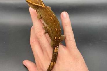 Lizards kaufen und verkaufen Photo: Rhacodactylus auriculatus, cilliatus, saranisurum Lizards kaufen und verkaufen Photo: Rhacodactylus auriculatus, cilliatus, saranisurum
