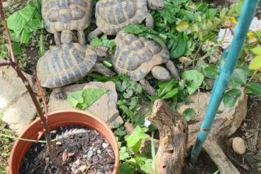 Schildkröten  kaufen und verkaufen Foto: Griechische Landschieldkröte männlich