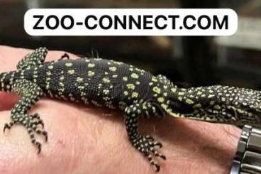 Warane kaufen und verkaufen Foto: different Varanus species  for Import pre-orde