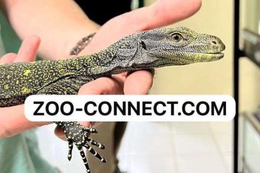 Echsen kaufen und verkaufen Foto: Varanus species and other for Import pre-order Echsen kaufen und verkaufen Foto: Varanus species and other for Import pre-order