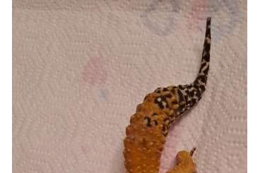 Geckos kaufen und verkaufen Foto: Leopardgecko 0,1 Weibchen aus 2019 Geckos kaufen und verkaufen Foto: Leopardgecko 0,1 Weibchen aus 2019