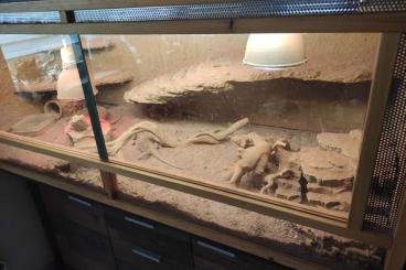 Bearded dragons kaufen und verkaufen Photo: 2 Bartagamen Geschwister Bearded dragons kaufen und verkaufen Photo: 2 Bartagamen Geschwister
