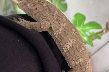 Geckos kaufen und verkaufen Foto: Rhacodactylus leachianus 