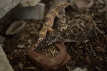 Geckos kaufen und verkaufen Foto: Leopardgecko Pärchen abzugeben inkl. Terrarium
