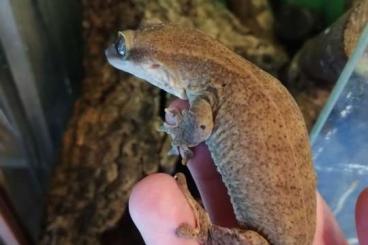 Lizards kaufen und verkaufen Photo: R. Sarasinorum proven breeder pair 