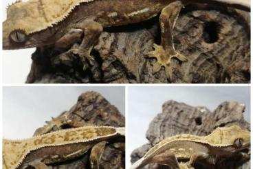 Geckos kaufen und verkaufen Foto: Rhacodactylus ciliatus 26.18.0
