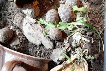 Tortoises kaufen und verkaufen Photo: Griechische Landschildkröten Nachzuchten (THB)