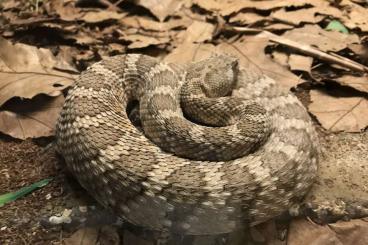 Venomous snakes kaufen und verkaufen Photo: Crotalus atrox  und Crotalus atrox tangerine , Crotalus stephensi 