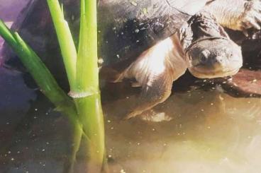 Schildkröten  kaufen und verkaufen Foto: Pelomedusenklappbrustschildkröte 