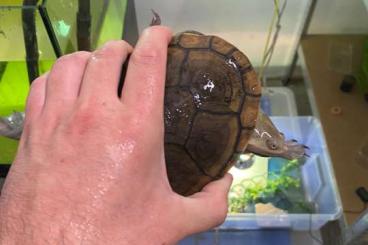 Schildkröten  kaufen und verkaufen Foto: Turtles for sale soft shell e Macrochelodina