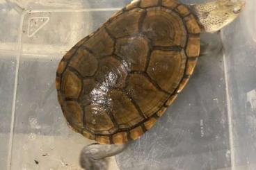 Schildkröten  kaufen und verkaufen Foto: Macrochelodina rugosa male for sale
