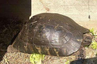 Tortoises kaufen und verkaufen Photo: Testudo Marginata femmina