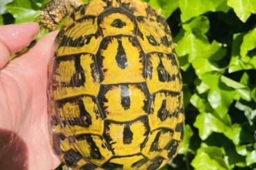 Tortoises kaufen und verkaufen Photo: 1.3 Testudo Hermanni Hermanni Calabria Tortoises kaufen und verkaufen Photo: 1.3 Testudo Hermanni Hermanni Calabria