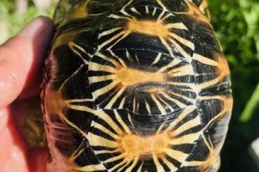 Landschildkröten kaufen und verkaufen Foto: Astrochelys Radiata anno 2023 Landschildkröten kaufen und verkaufen Foto: Astrochelys Radiata anno 2023