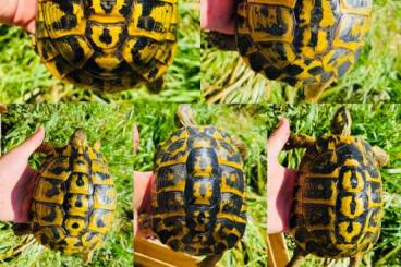 Landschildkröten kaufen und verkaufen Foto: Hermanni Hermanni Toscane 0.5