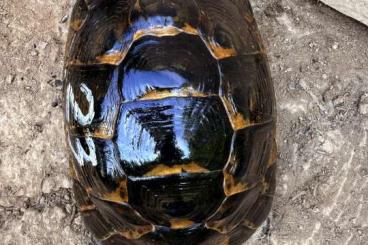 Landschildkröten kaufen und verkaufen Foto: Testudo Graeca Ibera femmine Landschildkröten kaufen und verkaufen Foto: Testudo Graeca Ibera femmine