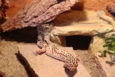 Geckos kaufen und verkaufen Foto: Leopardgecko Paar sucht ein Zuhause