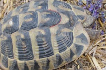 Landschildkröten kaufen und verkaufen Foto: Testudo Hermanni Hermanni