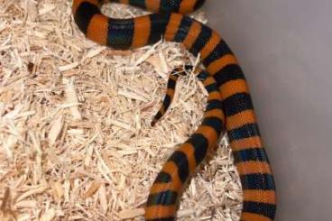 Schlangen kaufen und verkaufen Foto: Looking for Bismarck ringed python 1-0