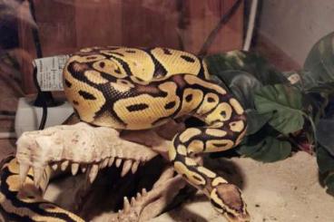 Pythons kaufen und verkaufen Foto: Königs Python Weibchen 5yo + Terrarium 