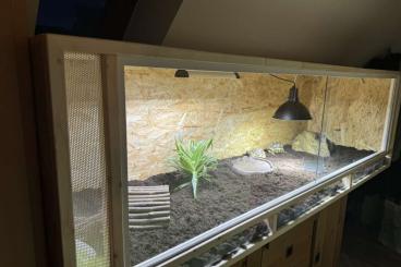 Schildkröten kaufen und verkaufen Foto: Pantherschildkröten mit Terrarium und Zubehör abzugeben Schildkröten kaufen und verkaufen Foto: Pantherschildkröten mit Terrarium und Zubehör abzugeben
